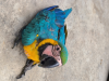 Macaw